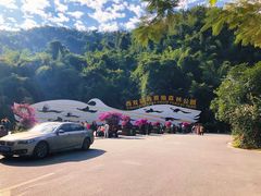 -西双版纳原始森林公园