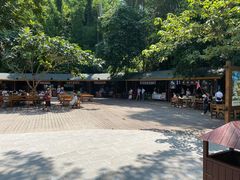 -西双版纳原始森林公园