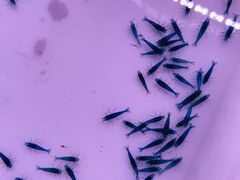 -华声天桥民俗文化园