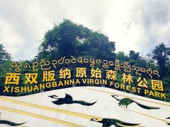 -西双版纳原始森林公园