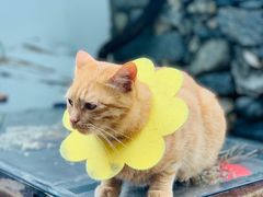 -喵屿·大理花园猫咖