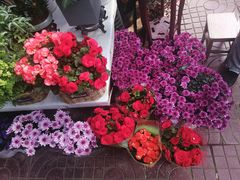 -金陵花卉交易市场