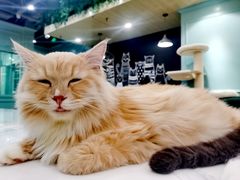 -安格丽娜·狗咖·猫咖羊驼咖(春熙路百盛商场店)