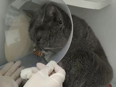 -北京观赏动物医院·24小时大型综合·猫专科·异宠专科