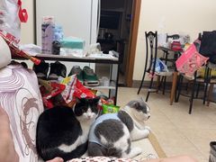 -半岛宠物医院24小时(白果林店)