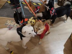 -南京Hallo宠物乐园·哈罗犬舍·柴犬繁育基地