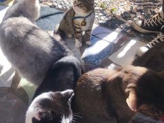 -喵屿·大理花园猫咖