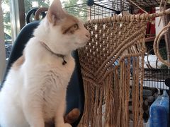 -平行世界·猫咖(首经贸店)