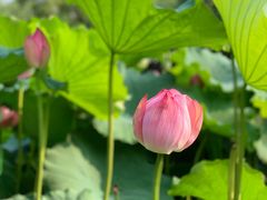 -陈家山荷花公园