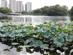 -新江湾城公园