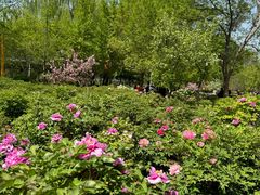 -洛阳市隋唐城遗址植物园