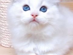 -十年猫舍·猫咪专门店(普陀店)