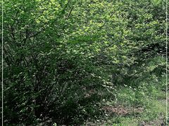 -黑龙江省森林植物园