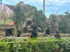 -新加坡飞禽公园