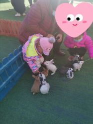 -萌宠亲子动物乐园(槐房万达店)