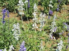 -北京东方普罗旺斯薰衣草庄园