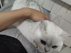 -艾贝尔宠物诊疗