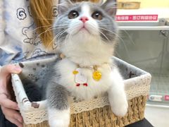 -lincat·猫舍(广州店)