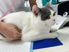 -博特宠物医院24h犬猫全科.骨科·异宠