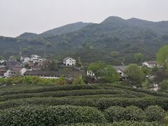 -龙井村