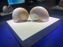 -贝壳王国博物馆