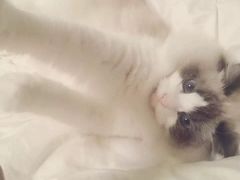 -Bastet sally猫舍购宠(静安店)
