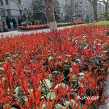 继前几天上海东方明珠等22. 个景点对外开放