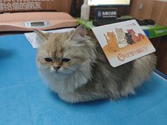 -宠福鑫动物医院·动物疾病诊疗中心(天通苑店)
