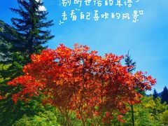 -叠溪松坪沟景区