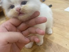 -楼上猫咖(罗湖店)