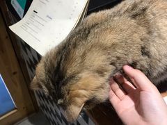-豆老板的猫咖啡(碑林博物馆店)