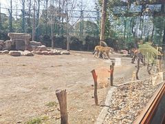 -上海野生动物园老虎餐厅