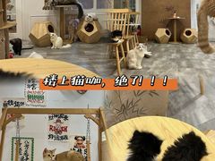 -楼上猫咖(罗湖店)