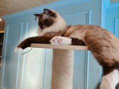 -遇见羊驼·奶狗咖·布偶猫咖·法斗柯基柴犬阿拉斯加(春熙路太古里IFS店)