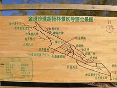-金塔沙漠胡杨林景区