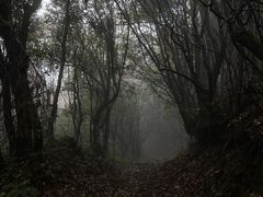 -玉舍国家森林公园