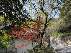 -杭州半山国家森林公园