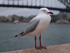 -悉尼海港大桥