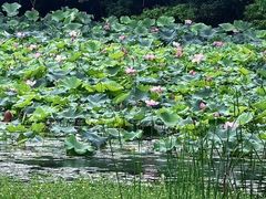 -艾溪湖湿地公园