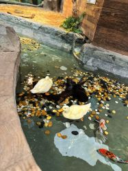 -Zoolung Zoolung动物主题公园(海信广场店)