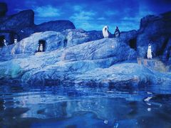 -暹罗海洋世界