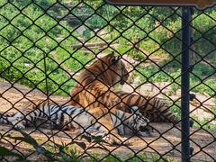 -大连森林动物园