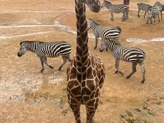 -杭州野生动物世界