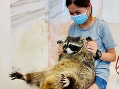 -浣熊柯尔鸭土拨鼠·电玩咖