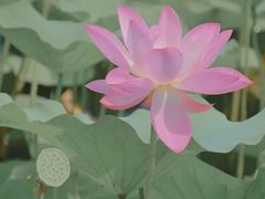 -恭王府博物馆