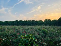 -海上花岛玫瑰园采摘