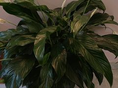 -怡心阁·水疗SPA(天府广场店)