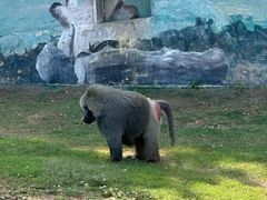 -西霞口神雕山野生动物世界