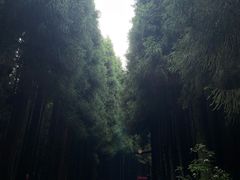 -武陵山森林公园