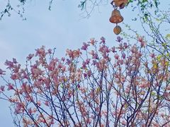 -护国法轮寺